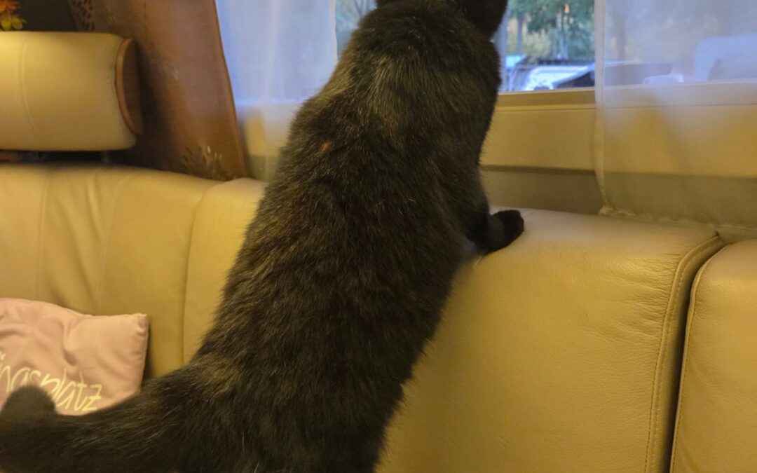 Zwischen GapClose und Meeresrauschen – mein Tag im WoWa-Büro am 27.10.2025