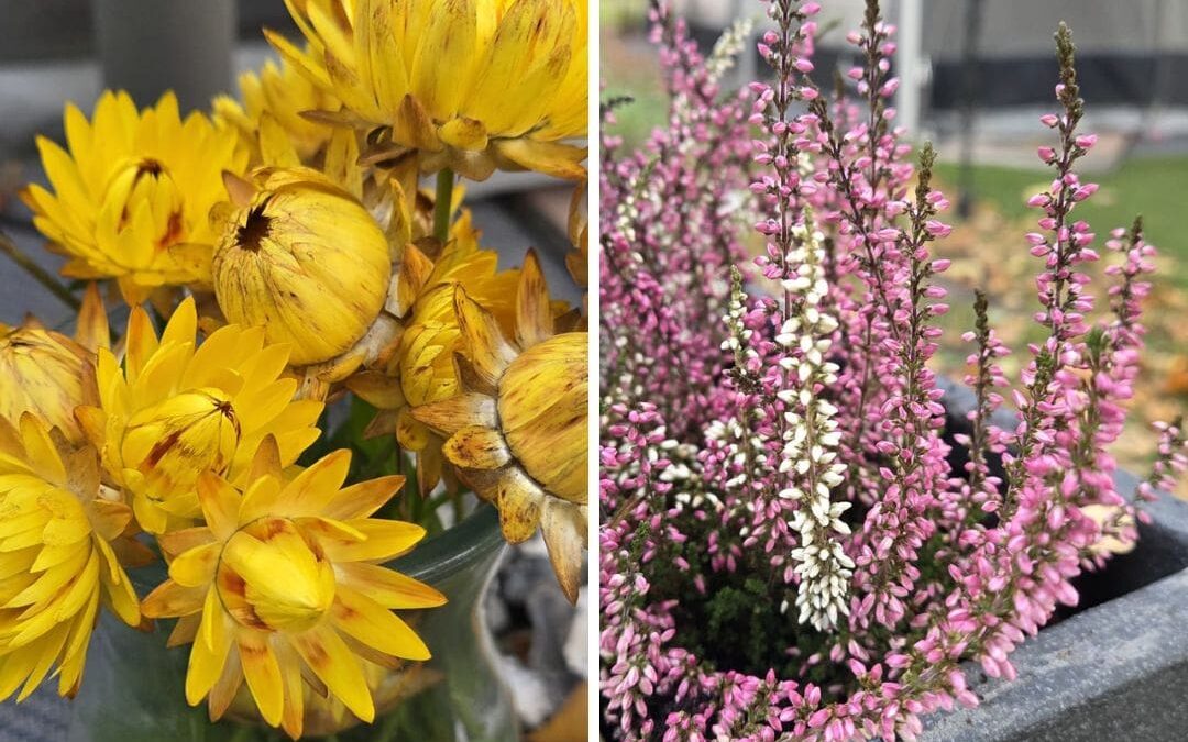 Zwischen Daytrading & gelben Strohblumen am 29.10.2025